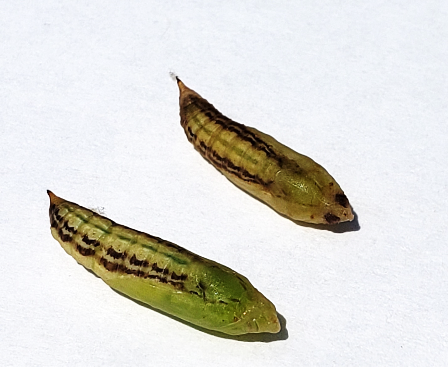 Box tree moth pupae.